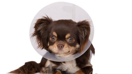 Laois councillor calls for grants to neuter and microchip family owned dogs and cats