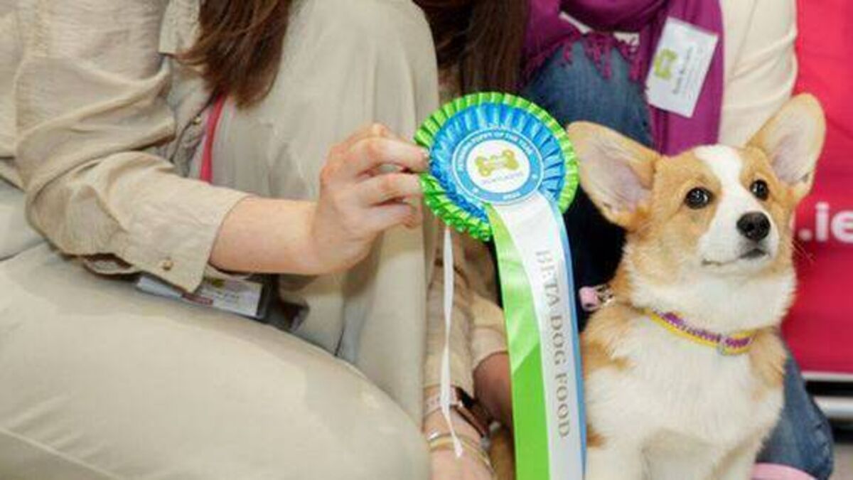 Luna wins Laois Puppy of the Year contest
