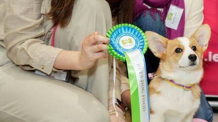 Luna wins Laois Puppy of the Year contest