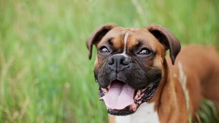 Laois dog owner ordered to pay €2,000 after Boxer dogs lunged at a family's pet 