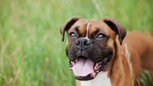 Laois dog owner ordered to pay €2,000 after Boxer dogs lunged at a family's pet 