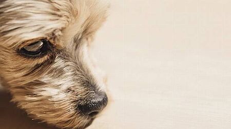 Election 2024: ISPCA calls for people to 'make their voices count' for animal welfare