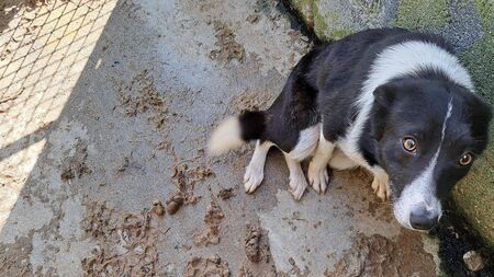 Two members of  family from  sentenced for animal cruelty charges