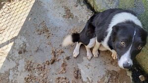 Two members of  family from  sentenced for animal cruelty charges