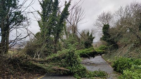 Demand for Laois survey after storm topples 90 trees