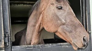 Starving ex-racehorse found covered in sores and tied to fence at fair Starving ex-racehorse found covered in sores and tied to fence at fair