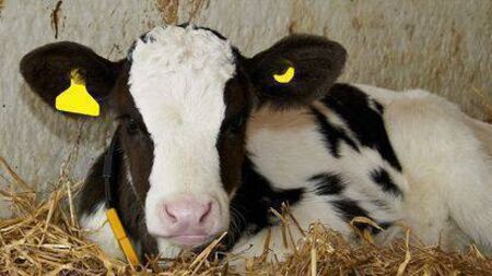 Laois family to host calf-care roadshow