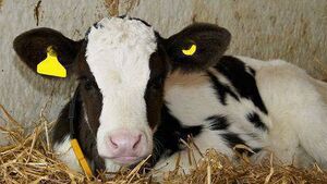 Laois family to host calf-care roadshow Laois family to host calf-care roadshow