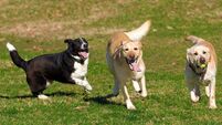 Free dog park opens in Portlaoise