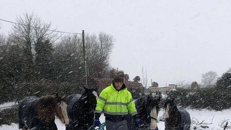 Laois farmer leads his horses in from the cold 