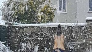 14-year-old Laois teenager snaps his family's dog playing in the snow 