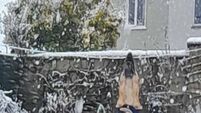 14-year-old Laois teenager snaps his family's dog playing in the snow 