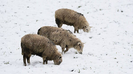 Snowfall causing collapsed farm sheds and injured livestock leads to increase in insurance calls
