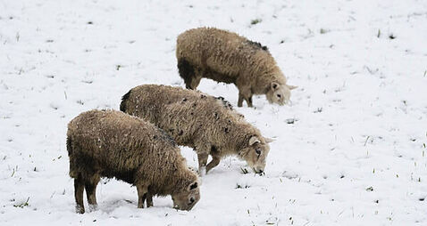 Snowfall causing collapsed farm sheds and injured livestock leads to increase in insurance calls