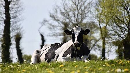 Plans to protect Irish livestock amid foot-and-mouth disease outbreak in Germany