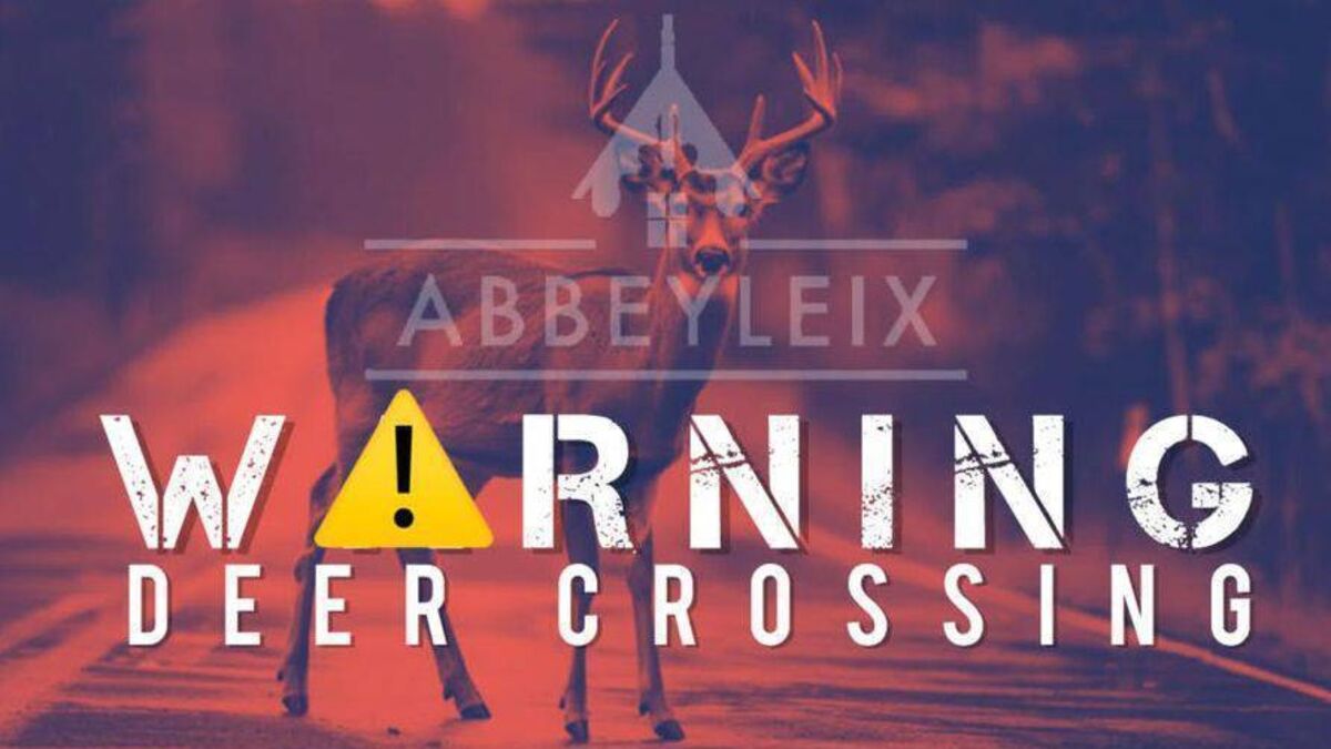 Deer struck by vehicle on busy Laois road
