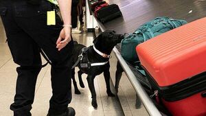 Man jailed for transporting cannabis into Ireland when he believed it was edible bird nests Man jailed for transporting cannabis into Ireland when he believed it was edible bird nests