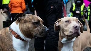 XL bully dog law halted after judge grants injunction against seizure or euthanasia XL bully dog law halted after judge grants injunction against seizure or euthanasia