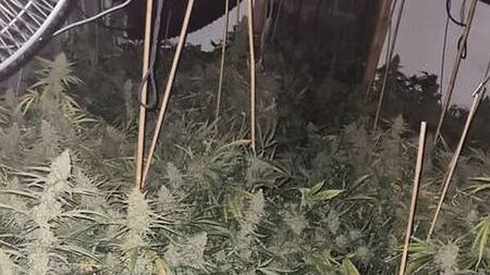 Growhouse with over €200,000 worth of cannabis discovered in Co Louth