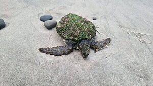 Rare and endangered green turtle washes up on Co Clare beach Rare and endangered green turtle washes up on Co Clare beach