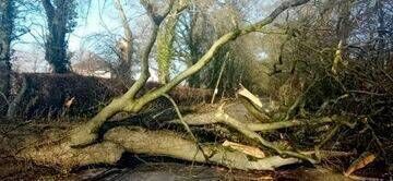 Coillte owned property falls across the roads and it's Coillte that should clear it, said cllr Ben Brennan Coillte owned property falls across the roads and it's Coillte that should clear it, said cllr Ben Brennan