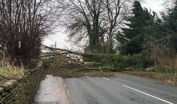 "During the snow along one of our roads (in the Graiguecullen area) there were 60 trees down," said cllr Ben Brennan "During the snow along one of our roads (in the Graiguecullen area) there were 60 trees down," said cllr Ben Brennan
