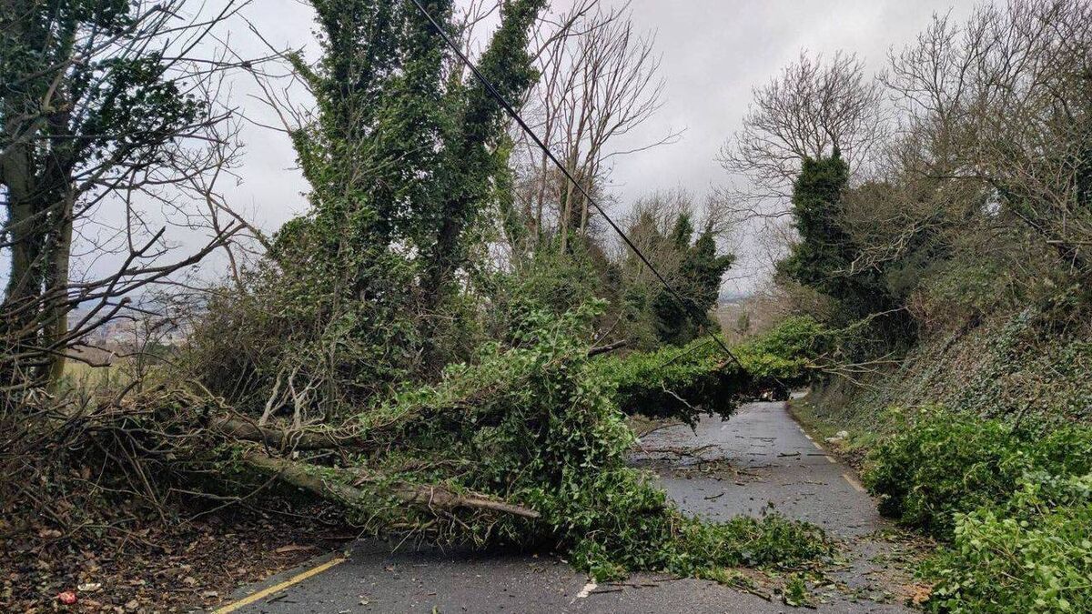 Laois councillors castigate Coillte and Uisce Éireann following storm Éowyn