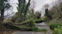 Laois councillors castigate Coillte and Uisce Éireann following storm Éowyn