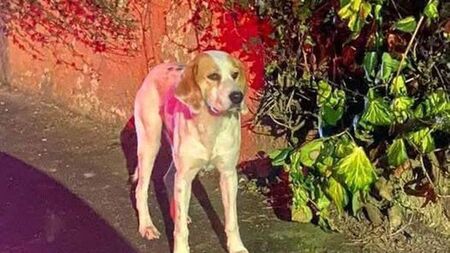 Laois ‘lap hound’ is caught at last!