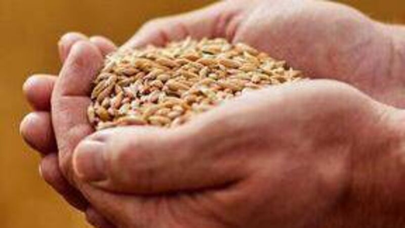 Laois farming family among top grain growers in Ireland