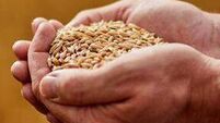 Laois farming family among top grain growers in Ireland