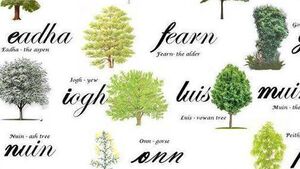 Laois people are invited to avail of native Tree Giveaway
