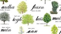 Laois people are invited to avail of native Tree Giveaway