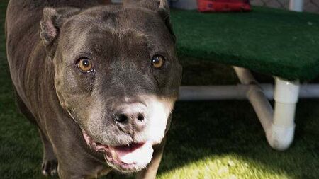 Robber set his 'ferocious' pitbull dog on victim, court hears