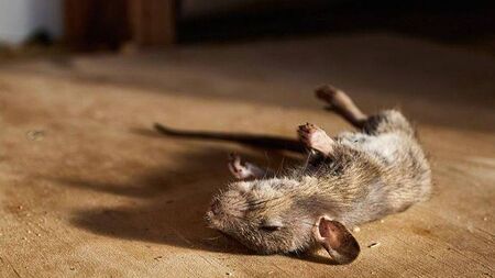 Laois food wholesaler/distributor served with closure order