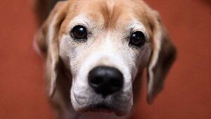 Man died from infection which he probably got from his dog licking him, inquest told Man died from infection which he probably got from his dog licking him, inquest told