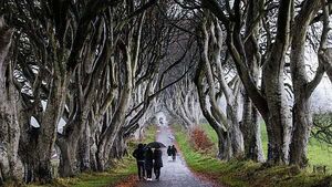 Trees made famous by Game Of Thrones ‘coming to end of their natural lives’ Trees made famous by Game Of Thrones ‘coming to end of their natural lives’