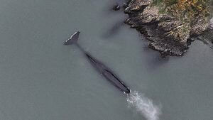 Rare sighting of sperm whale in the Waterford Estuary