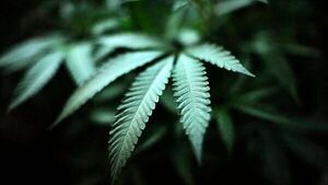 Poll: Do you support the legalisation of cannabis for recreational use? Poll: Do you support the legalisation of cannabis for recreational use?