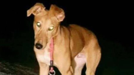 Appeal for missing Laois dog 