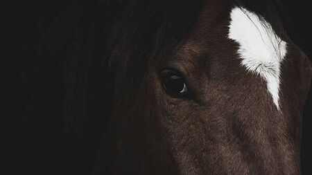 NYC-based building tycoon to invest €10m in Kildare stud farm