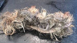 Woman gets lifetime ban from owning dogs after ‘pure neglect’ case