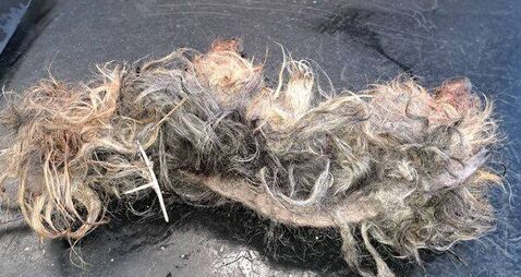 Woman gets lifetime ban from owning dogs after ‘pure neglect’ case