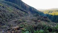 Councillors call for amenity walks and recreational areas in Laois forests to be protected