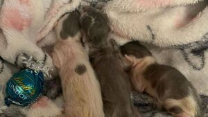 Heartbreak for Laois rescue as newborn kittens die