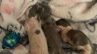 Heartbreak for Laois rescue as newborn kittens die