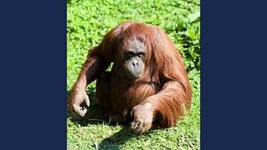 Dublin Zoo announces death of orangutan Leonie who lived at the zoo for over 40 years