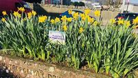 Portlaoise is buzzing with beautiful biodiversity plan