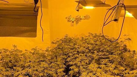 Man arrested after €432k in cannabis plants seized at growhouses in Ballinasloe and Athlone