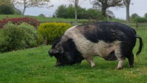 Funds roll in for Laois escape artist pig